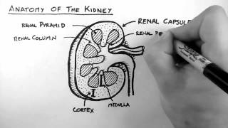 Renal Anatomy 1  Kidney [upl. by Hurlbut117]