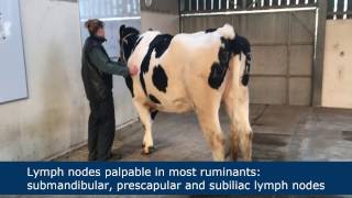 Lymph node palpation in ruminants [upl. by Haven]