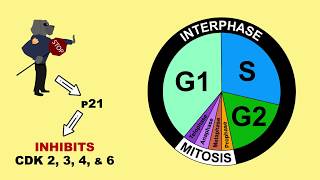 p53 Tumour Suppressor and MDM2 [upl. by Haldane]