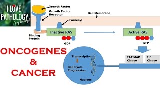 NEOPLASIA 2 HALLMARKS OF CANCER  Protooncogenes Oncogenes amp Oncoproteins [upl. by Seni]