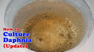 How to Culture Daphnia Update with ZERO Cost  Unlimited Live Food for Our Fish [upl. by Akinhoj]