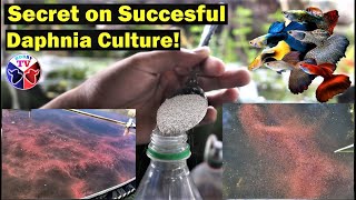 How to Culture Daphnia Successfully [upl. by Tollmann]