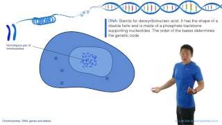 Chromosomes DNA Genes and Alleles [upl. by Nemad]