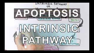 Mechanism of Apoptosis  Intrinsic Pathway [upl. by Divd]