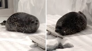 Chubby Seal Bounces Up And Down [upl. by Valaria492]