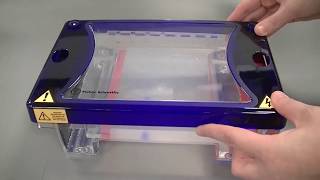 Agarose Gel Electrophoresis to separate DNA fragments [upl. by Bollinger771]