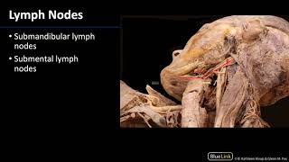 Parotid Gland and Submandibular Triangle  Lymph Nodes [upl. by Nonrev]