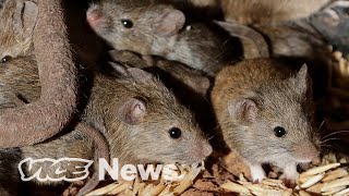 Millions of Mice Are Terrorizing Australia [upl. by Corwun]