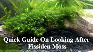 Quick Guide On Looking After Fissiden Moss [upl. by Winfrid235]