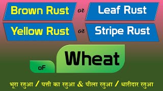 Wheat diseases  Yellow rust  Brown Rust  Gehun ka Ratua rog [upl. by Assennav]