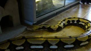 Huge Tiger Reticulated Python [upl. by Yerocaj]