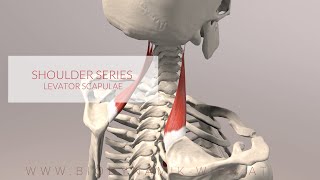 Rhomboid Major Shoulder Series Part 2 3D Animation [upl. by Nisaj]