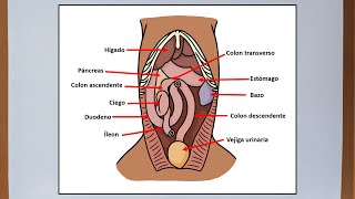 Abdomen del perro  Anatomía veterinaria [upl. by Giorgia481]