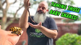 Taming Some Baby Snakes [upl. by Mandi]