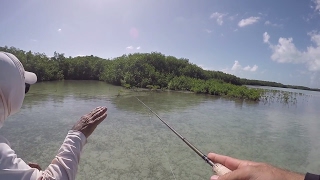 This Place is a Fishing Paradise  Belize Day 2 [upl. by Ttej]