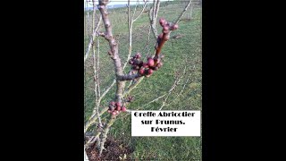 greffe abricotier prunus Février [upl. by Krista]