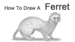 How to Draw a Ferret [upl. by Iadrahs609]