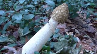 Phallus Impudicus Var Togatus mushroom [upl. by Soilisav]