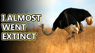 Ostrich facts the largest living bird  Animal Fact Files [upl. by Artenek]