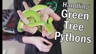 How to Handle Green Tree Pythons [upl. by Cohberg]