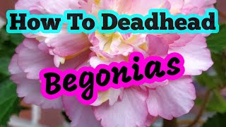 How to deadhead begonias [upl. by Eiresed]