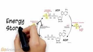 ATP Phosphocreatine System Overview V20 [upl. by Nylednarb946]