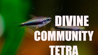 Awesome Community Tank Tetra Emperor Tetra [upl. by Annaitsirhc]