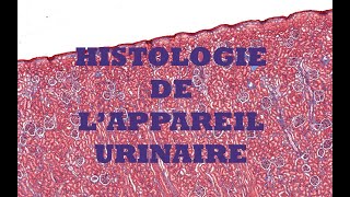 Histologie du système urinaire [upl. by Coheman]