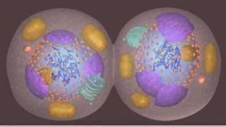 Mitosis [upl. by Sllew532]