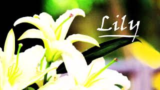 ahisa  Lily [upl. by Riba]