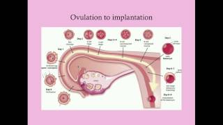 Fundamentals of Pregnancy  CRASH Medical Review Series [upl. by Hull519]