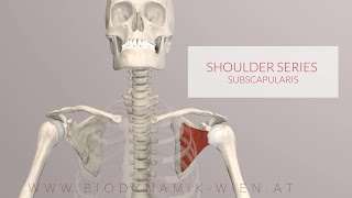 Rotator Cuff Repair Surgery  Vail CO [upl. by Nuhsyar]