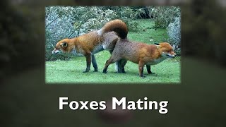 Foxes Mating [upl. by Andrej333]