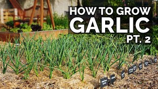 How to Grow Garlic Part 2  Water Fertilizing Pests amp Diseases [upl. by Cinamod414]