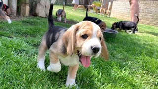 Beagle Dogs – History characteristics and training [upl. by Abbotson26]