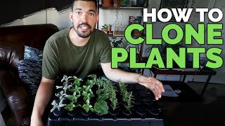 How to Clone Plants Propagating in an Aeroponic System 101 [upl. by Berfield745]