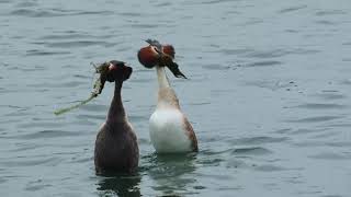 Grebe Dance [upl. by Ganiats]