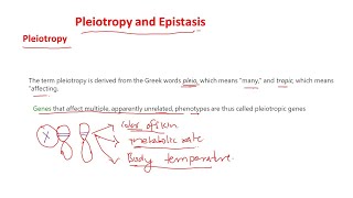 Pleiotropy and epistasis [upl. by Leahcam869]