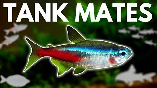 7 BEST Neon Tetra Tank Mates You Need to Try [upl. by Flessel470]