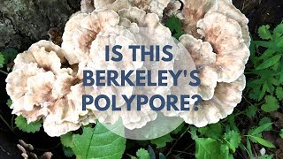 Berkeleys Polypore Mushroom Identification and Look Alike [upl. by Hannis]