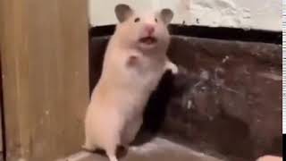 Startled Hamster ¡With Audio [upl. by Tabber321]