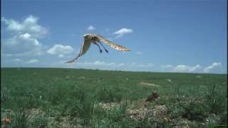 Colorado Burrowing Owls Timelapse Video [upl. by Anavahs177]