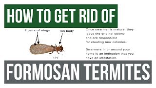 How to Get Rid Of Formosan Termites Guaranteed 4 Easy Steps [upl. by Anatniuq]