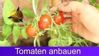 Tomaten selber ziehen Tomatenanbau für Anfänger [upl. by Langille141]