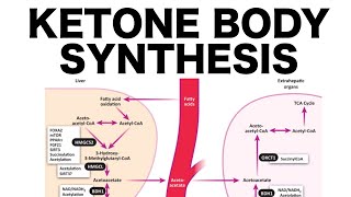 Ketone Body Synthesis [upl. by Sivrat]