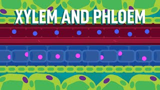 Xylem and Phloem  Transport in Plants  Biology  FreeAnimatedEducation [upl. by Goodill]