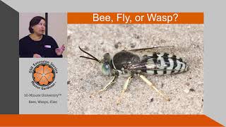 How to Tell the Difference Between Bees Wasps amp Flies [upl. by Uni]