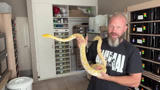 Reticulated Python tips on handling amp socialising your amazing constrictor as an amazing pet [upl. by Eiahpets]