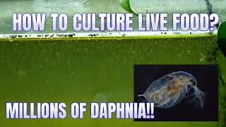 How to Culture Daphnia Secret Method to Breed MILLIONS  Simply Aquatic [upl. by Anirrok]