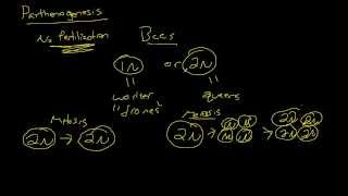 Biology  Parthenogenesis The Basics [upl. by Notgnillew]